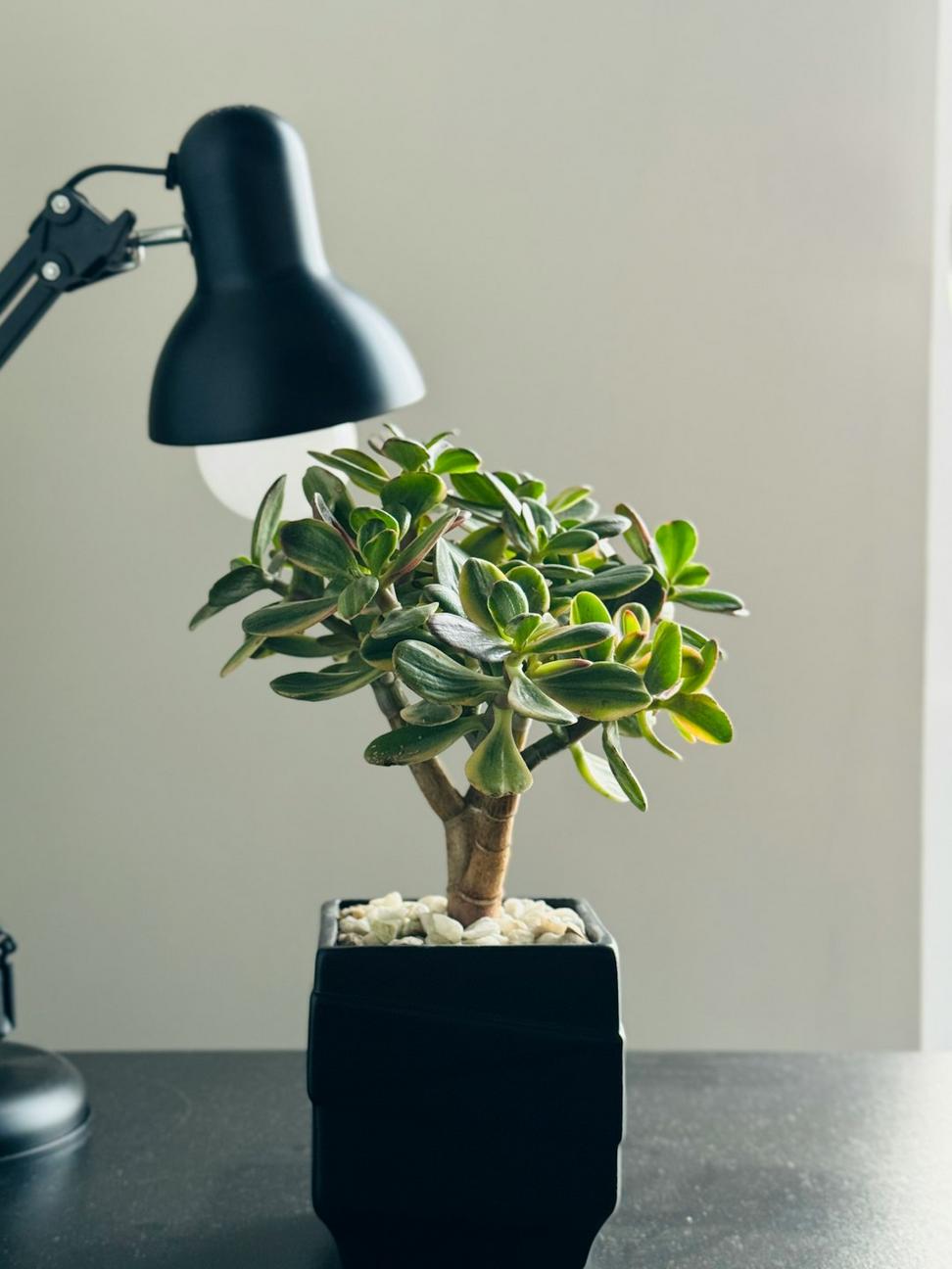 Co-working Space